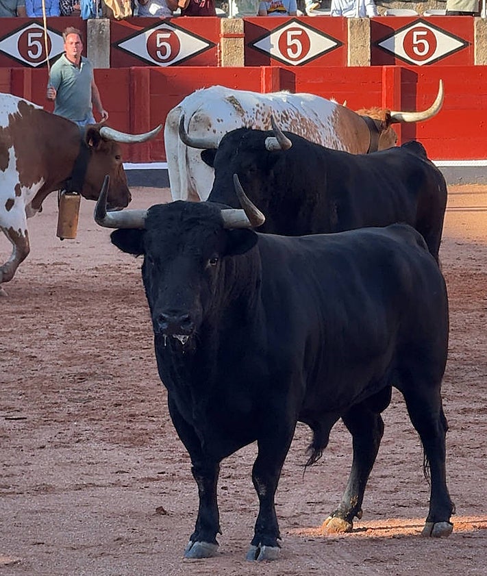 Imagen secundaria 2 - En la imagen superior, varios toros de García Jiménez; un toro de Garcigrande, y dos de los imponentes toros de Vellosino.