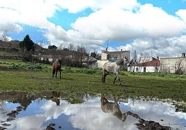 Dos caballos, en el campo.
