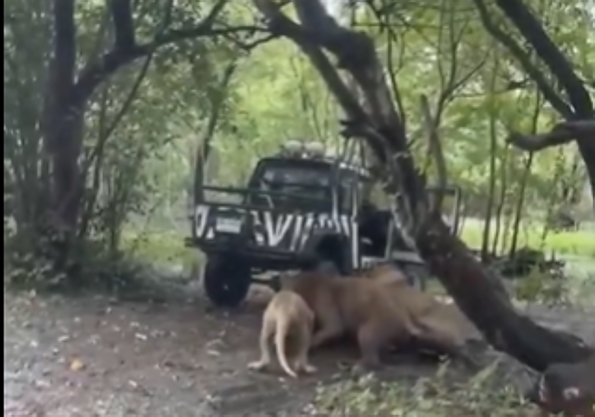 Imagen de los leones devorando al cuidador del zoo.