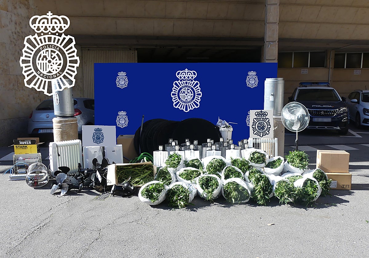 Plantas de marihuana y otros efectos intervenidos durante la operación de la Policía Nacional en Las Torres.