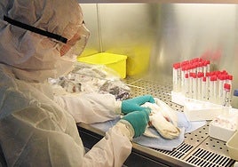 Laboratorio de detección de enfermedades animales.