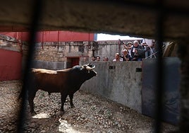 Vivaracho, nº 94, quinto novillo de la tarde que le ha tocado en suerte a Raquel Martín.