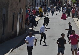 Uno de los astados durante el encierro en Bañobárez