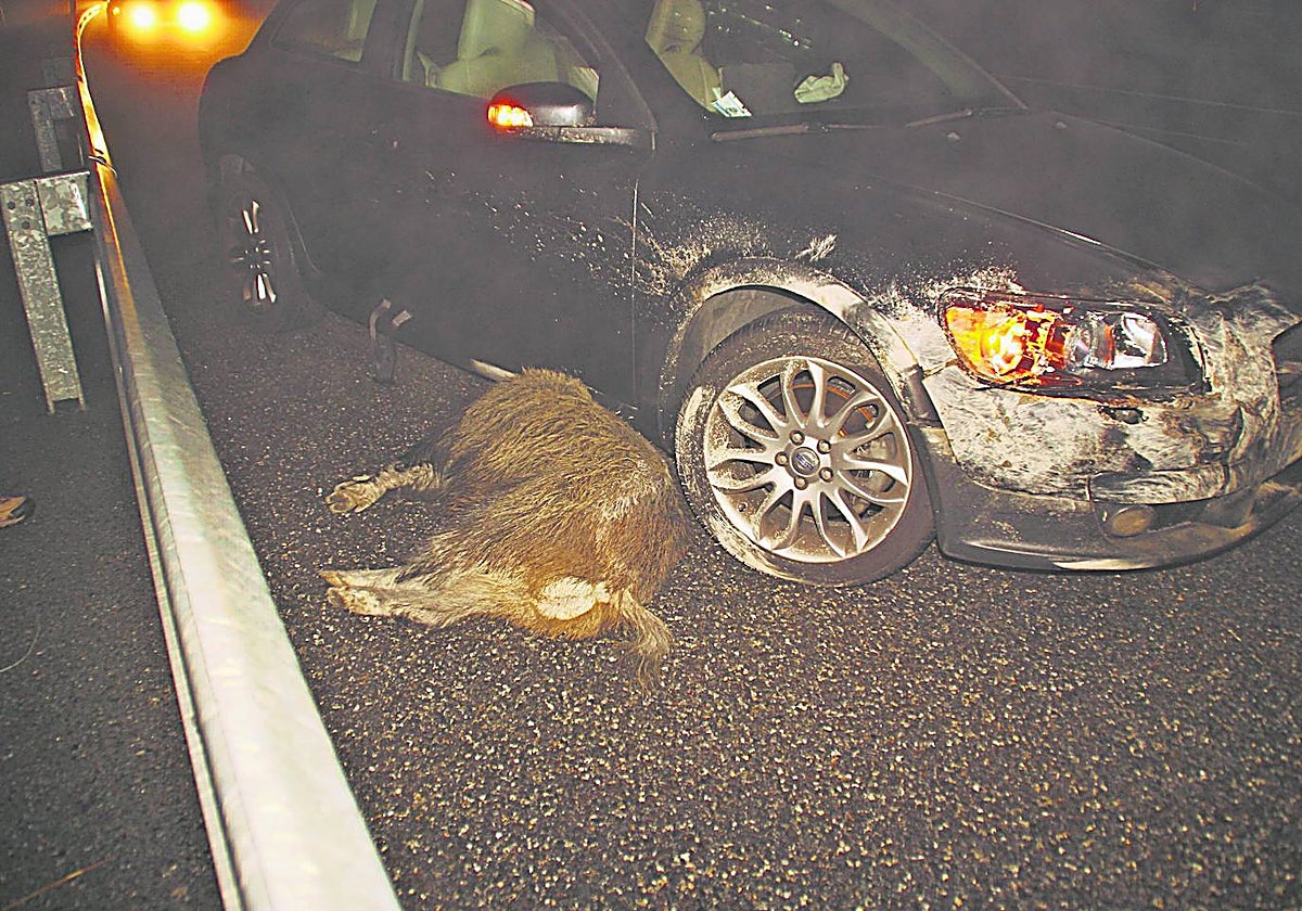 Imagen de un jabalí fallecido tras colisionar con un coche.