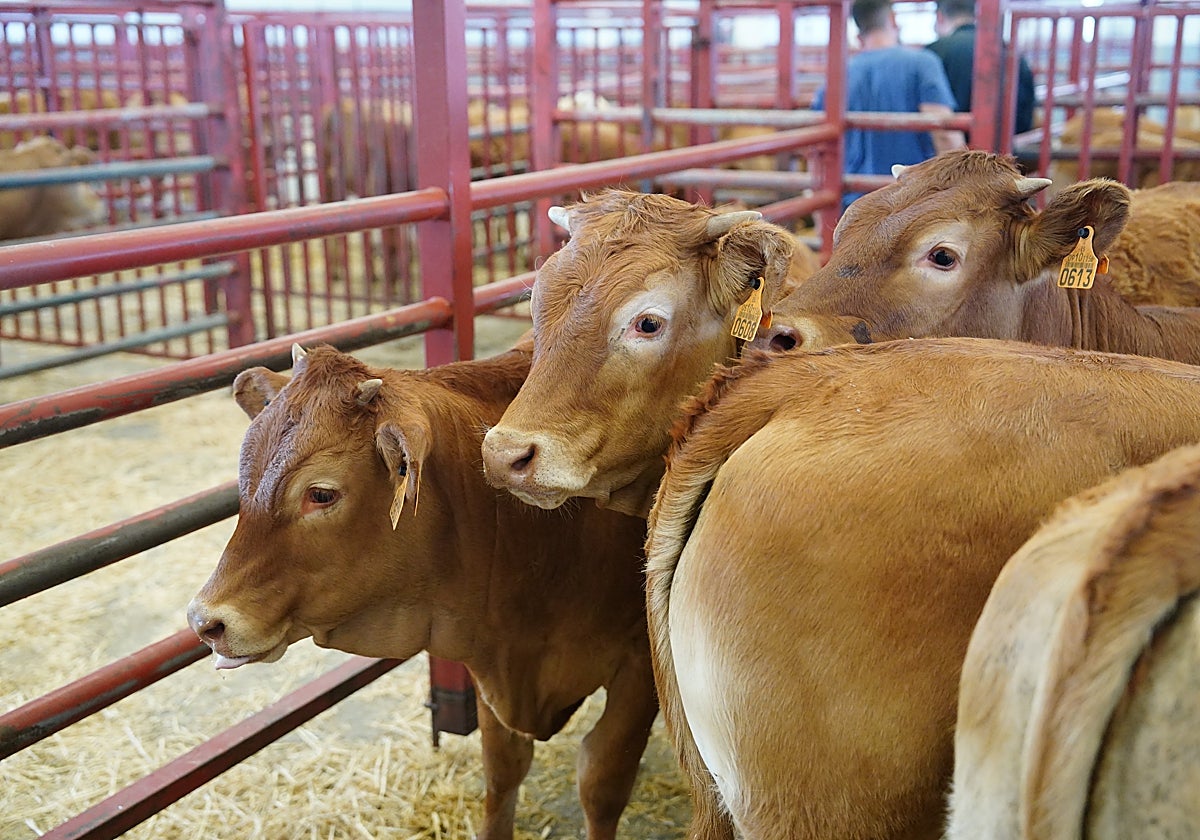 Terneros en el mercado de ganados.