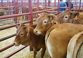 Terneros en el mercado de ganados.