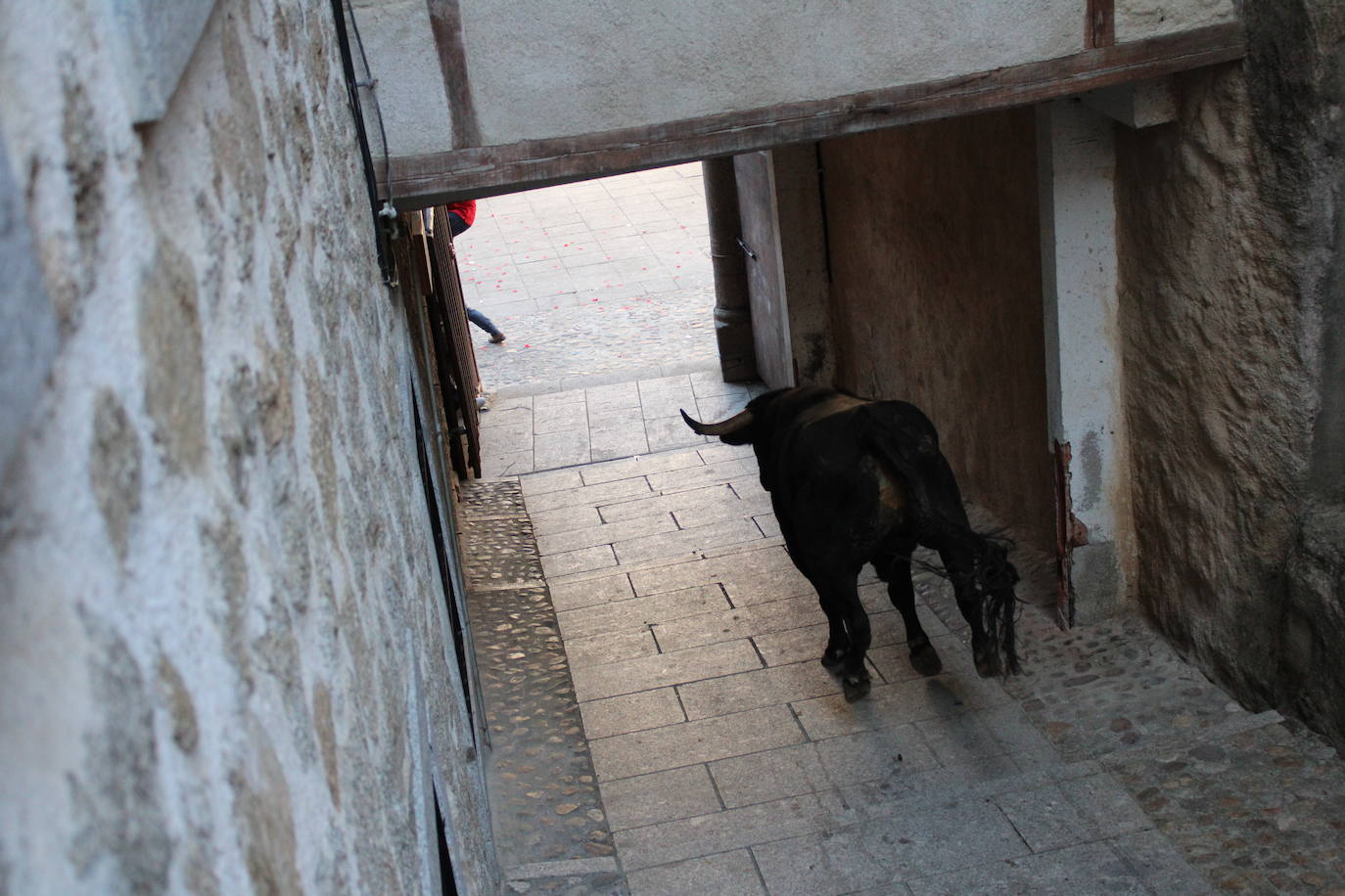 San Esteban de la Sierra disfruta con el toro