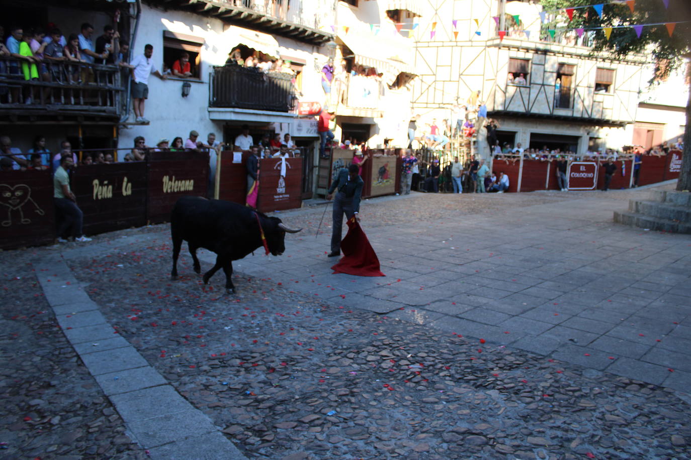 San Esteban de la Sierra disfruta con el toro