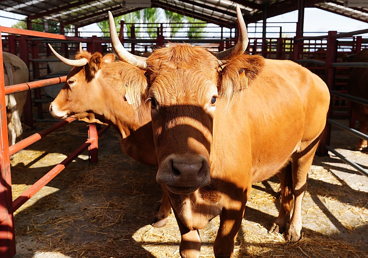 Vacas, en el mercado de ganado de Salamanca.