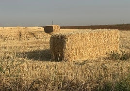 Paja, en una parcela de cereal, sin recoger.
