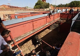 Flor de Lis se resistió a entrar en toriles.