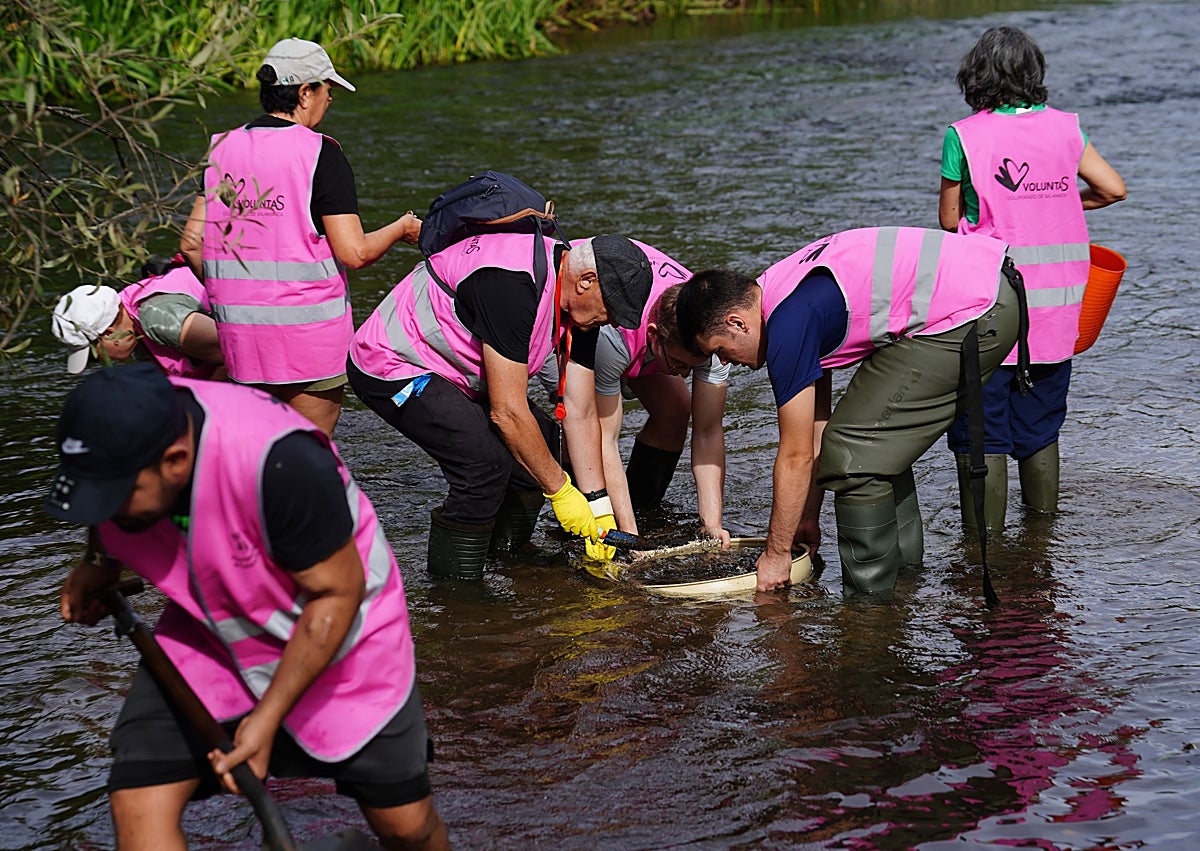 Imagen secundaria 1 - Misión al rescate del río Tormes: ¿este molusco tan pequeño es peligroso?