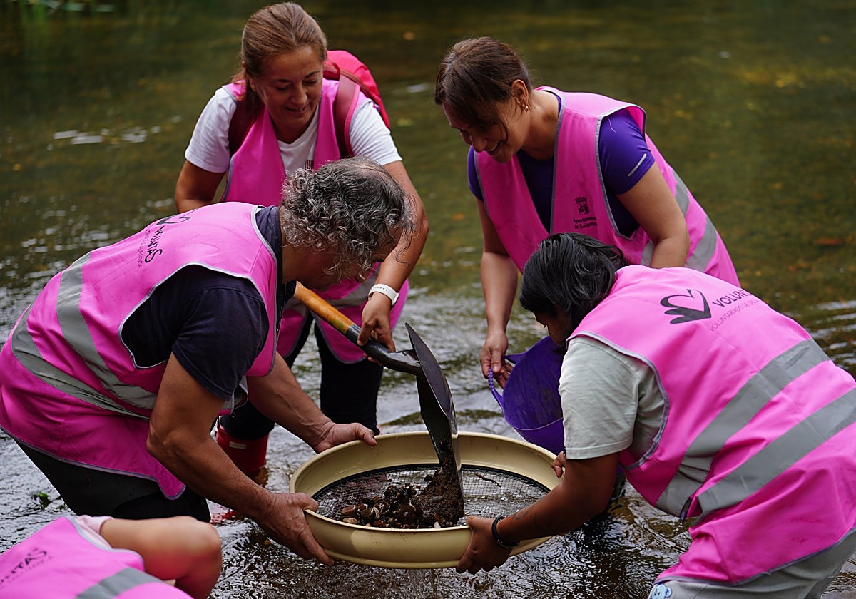 Voluntarios, trabajando para extraer la almeja asiática de las aguas del río.