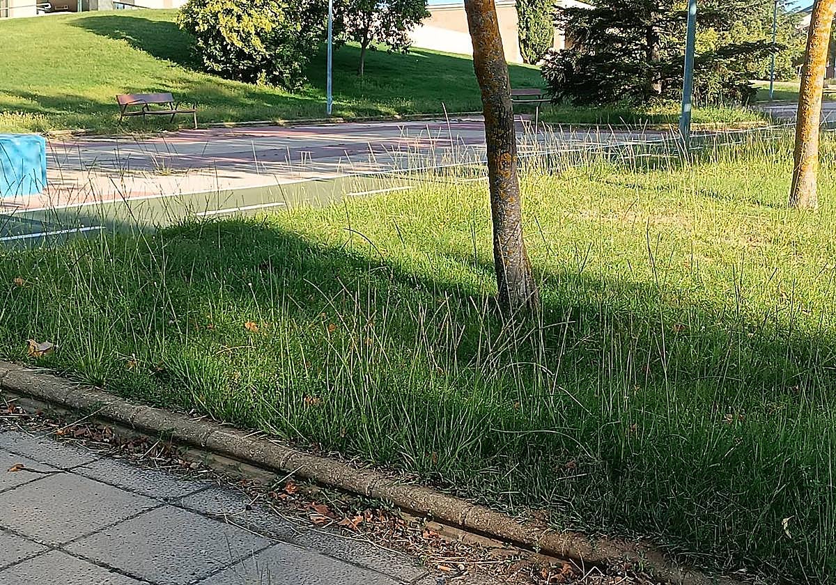 Jardines descuidados junto al cementerio