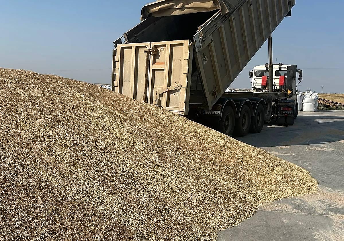 Descarga de cereal en una cooperativa.