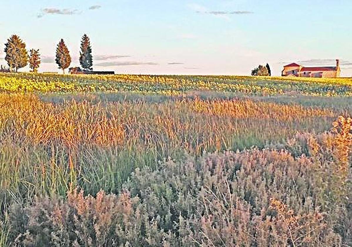 Zona de la charca para rehabilitar.