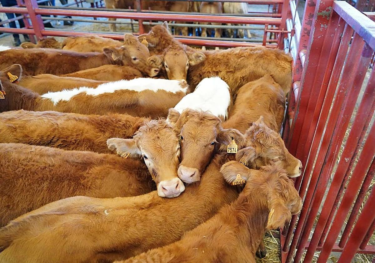 Imagen de unos terneros del Mercado la mañana de este lunes.