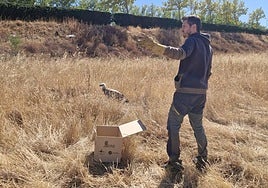 Imagen del rescate al ave por miembros de la Junta.