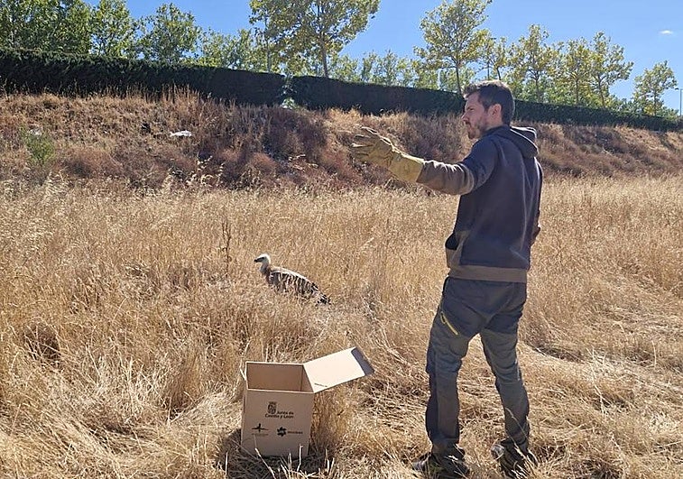 Imagen del rescate al ave por miembros de la Junta.