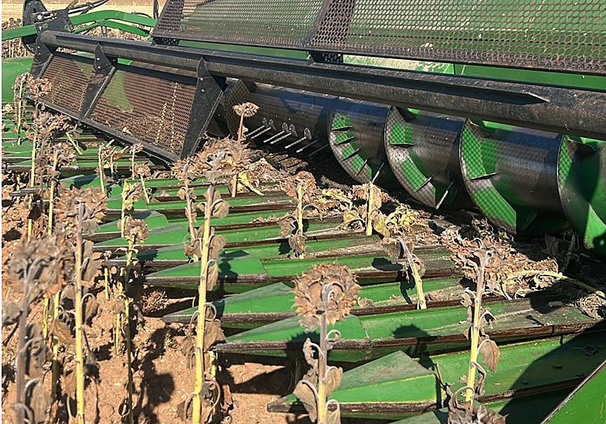 Comenzó la cosecha de girasol en Salamanca.