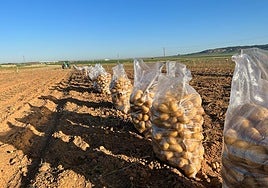 Patatas, en una parcela, listas para ser recogidas.