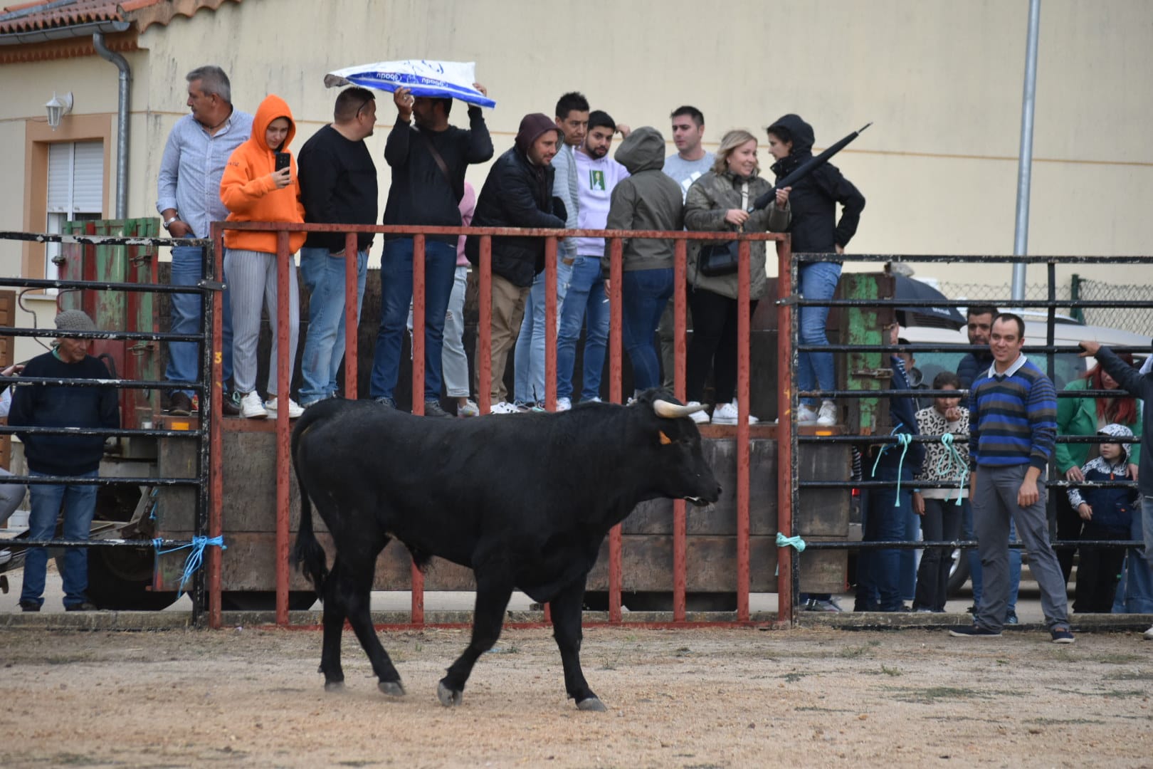 Riesgo y emoción en Santiz durante la esperada capea con vaquillas y un novillo