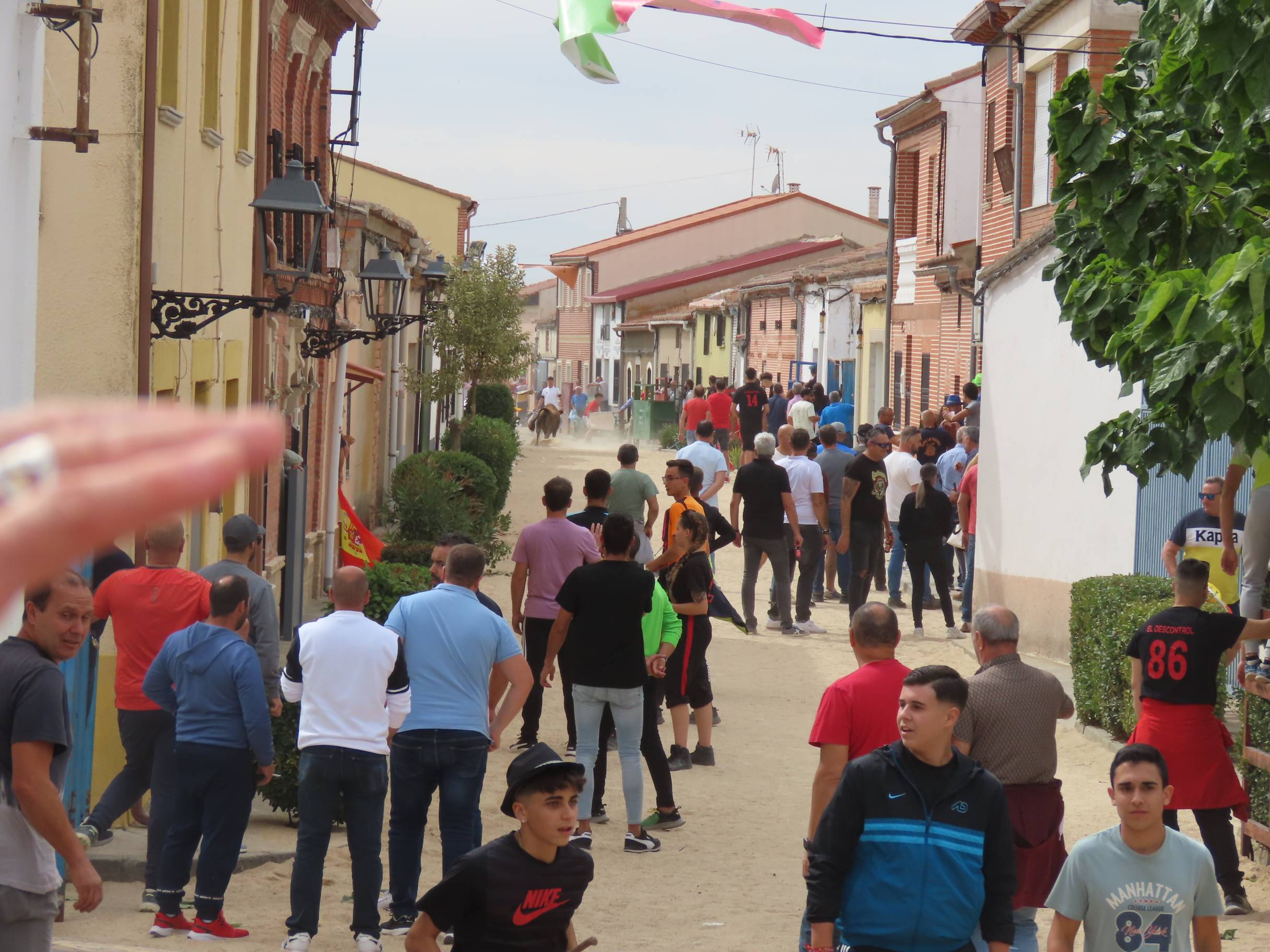 Bravura taurina en los encierros de Tarazona