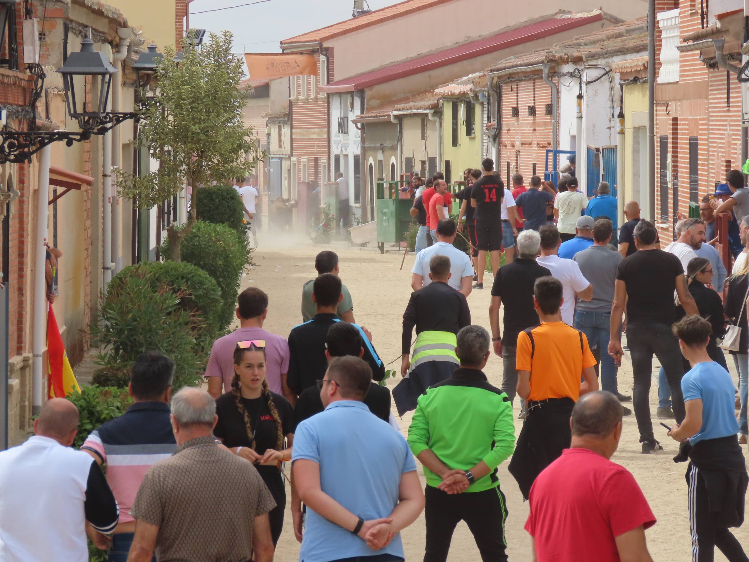 Bravura taurina en los encierros de Tarazona