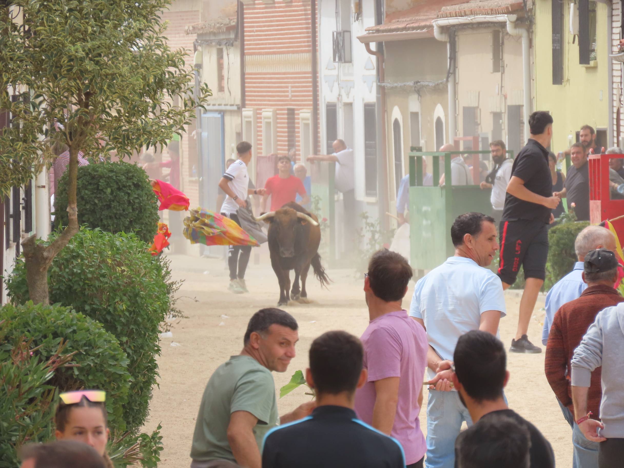 Bravura taurina en los encierros de Tarazona