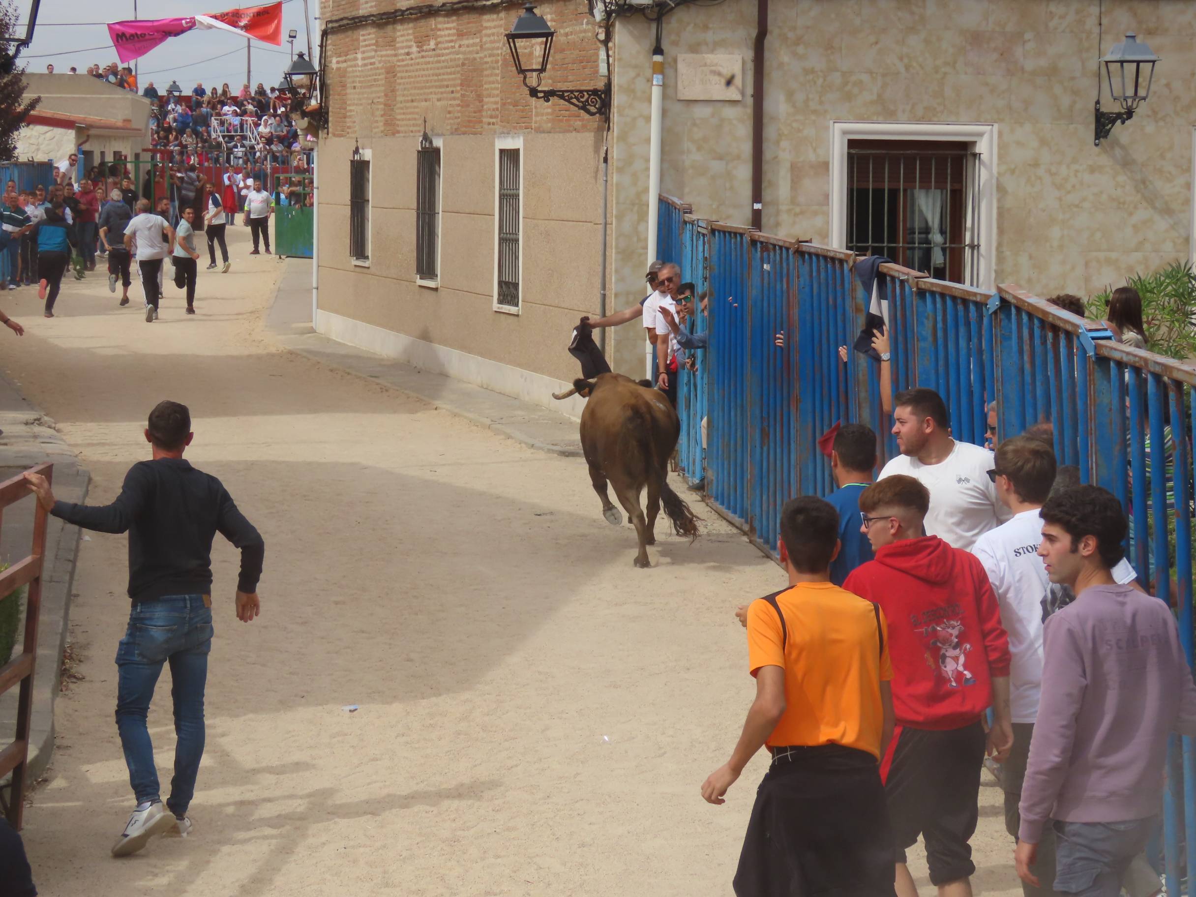 Bravura taurina en los encierros de Tarazona