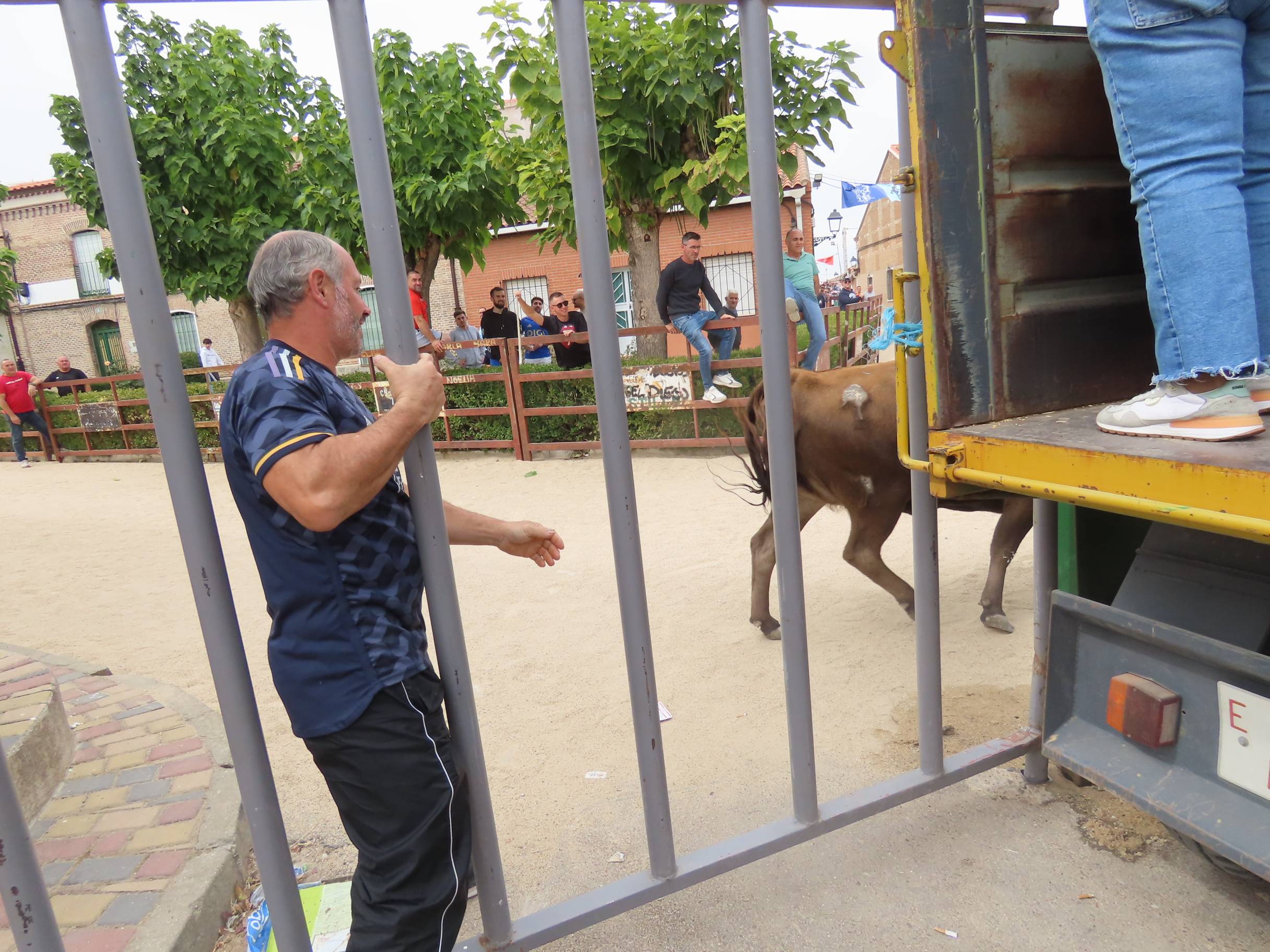 Bravura taurina en los encierros de Tarazona