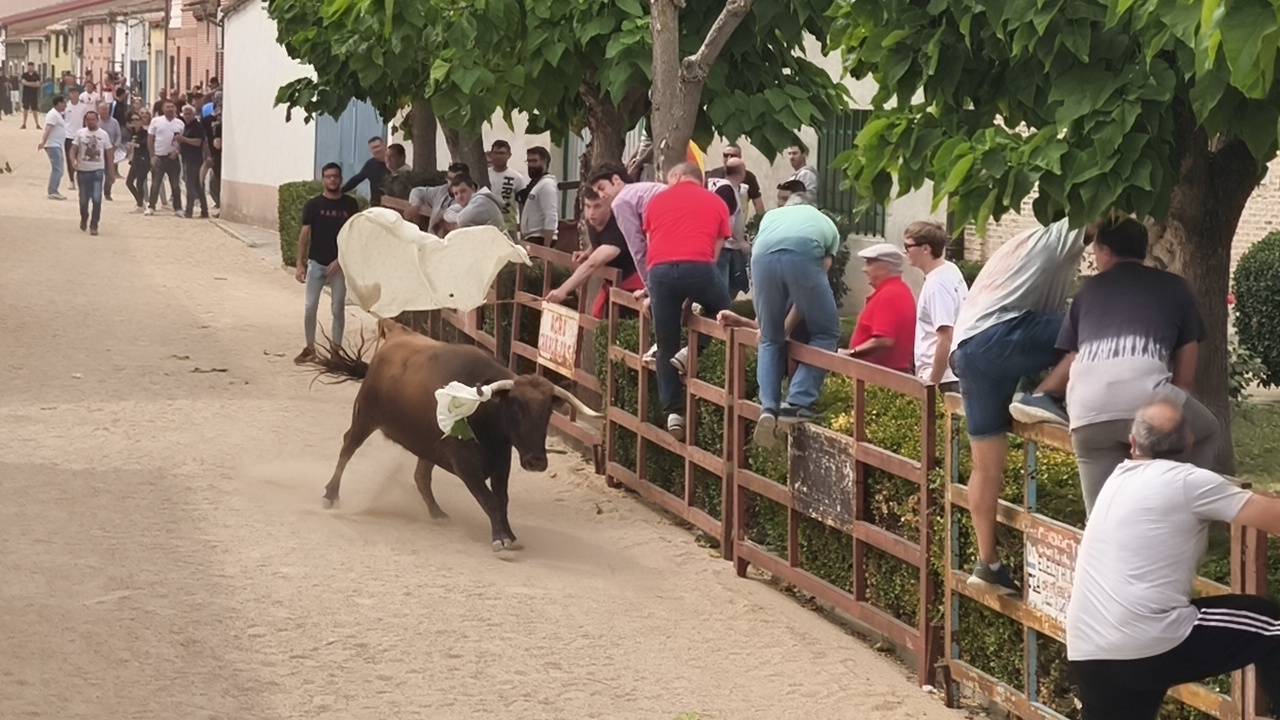Bravura taurina en los encierros de Tarazona