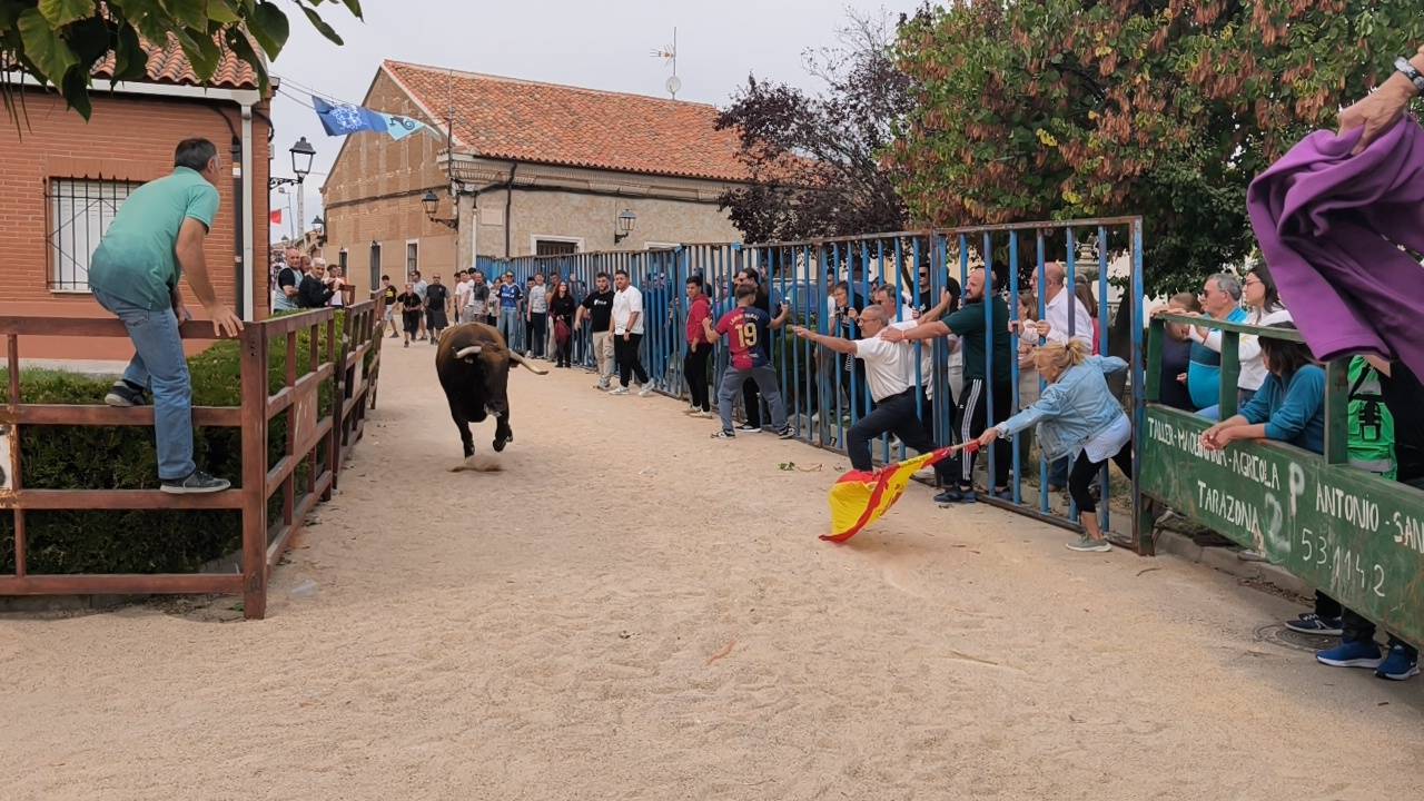 Bravura taurina en los encierros de Tarazona