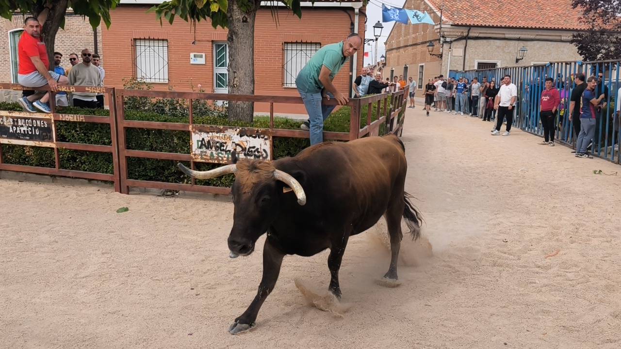 Bravura taurina en los encierros de Tarazona