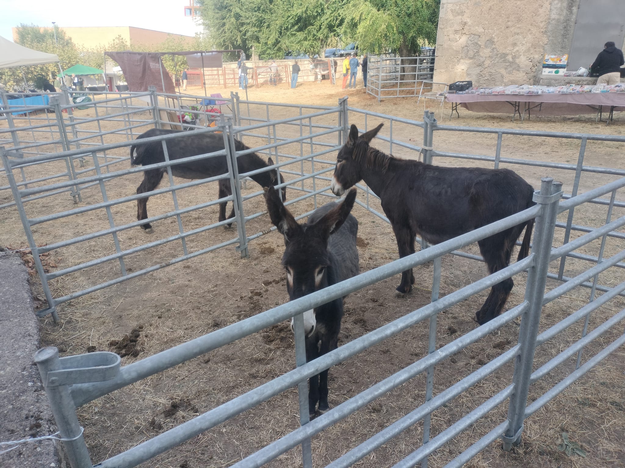 Éxito de público en la celebración de las Ferias de San Miguel en Béjar