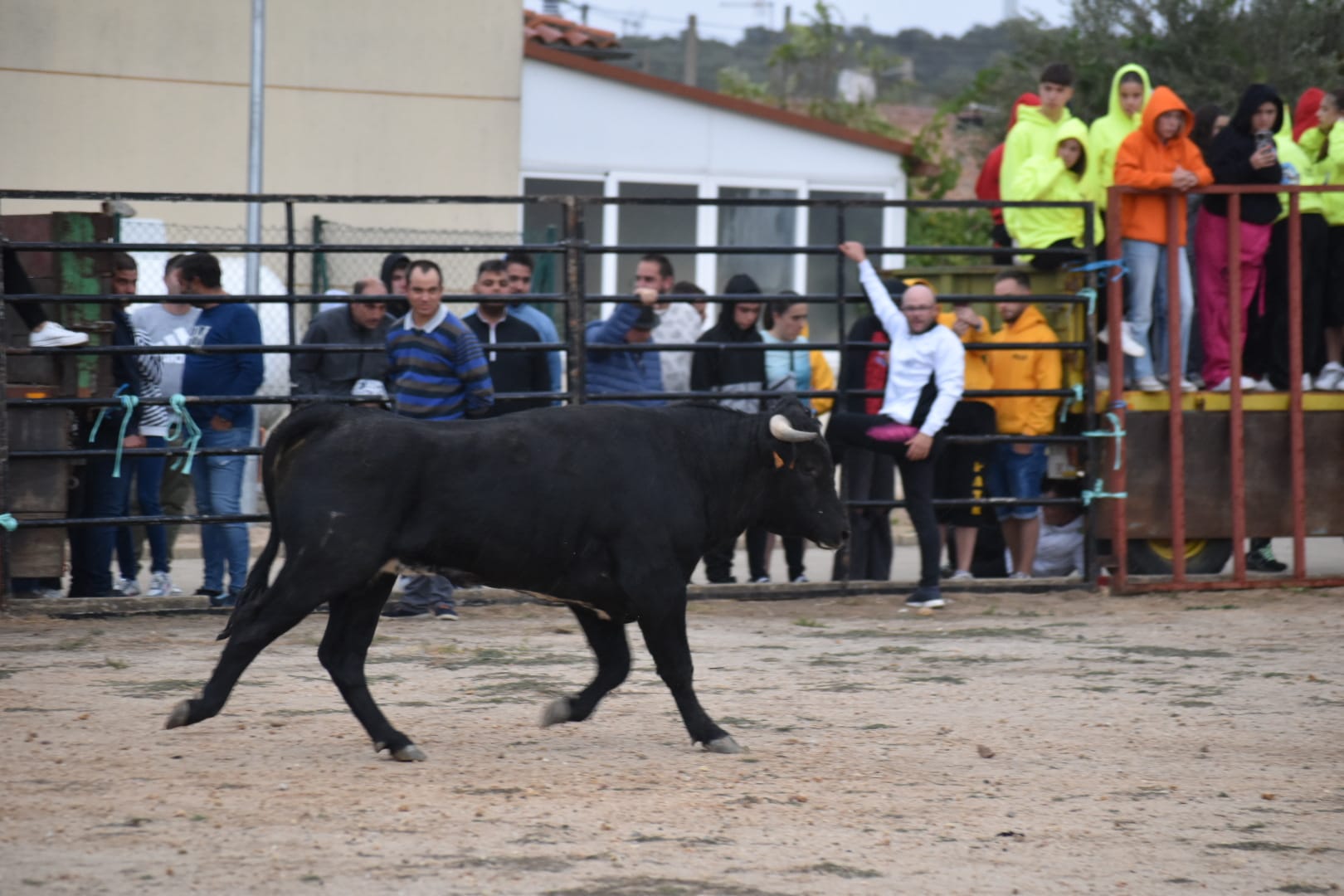 Riesgo y emoción en Santiz durante la esperada capea con vaquillas y un novillo