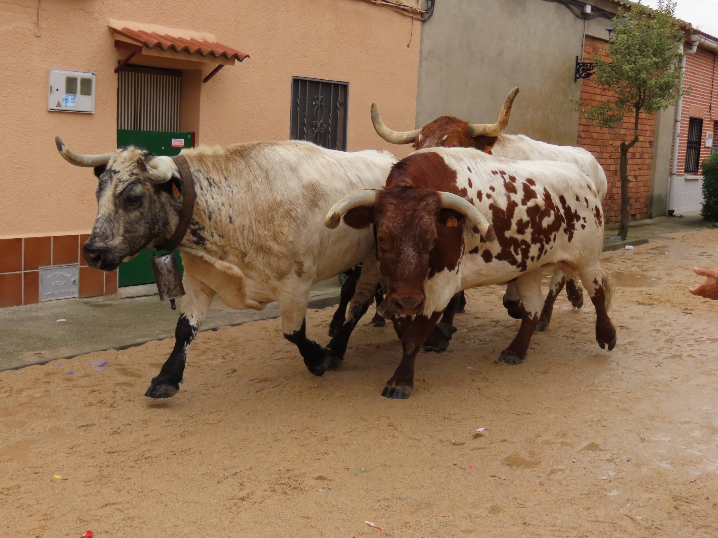 Bravura y encuentros en Tarazona de Guareña