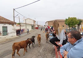 Segundo encierro en Zorita de la Frontera