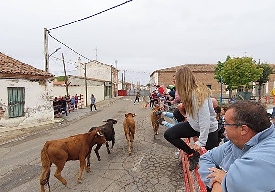 Segundo encierro en Zorita de la Frontera