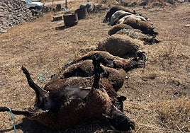 Ovejas atacadas por el lobo.