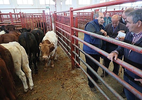 Imagen del mercado de ganados de Salamanca de este lunes, con 479 reses.