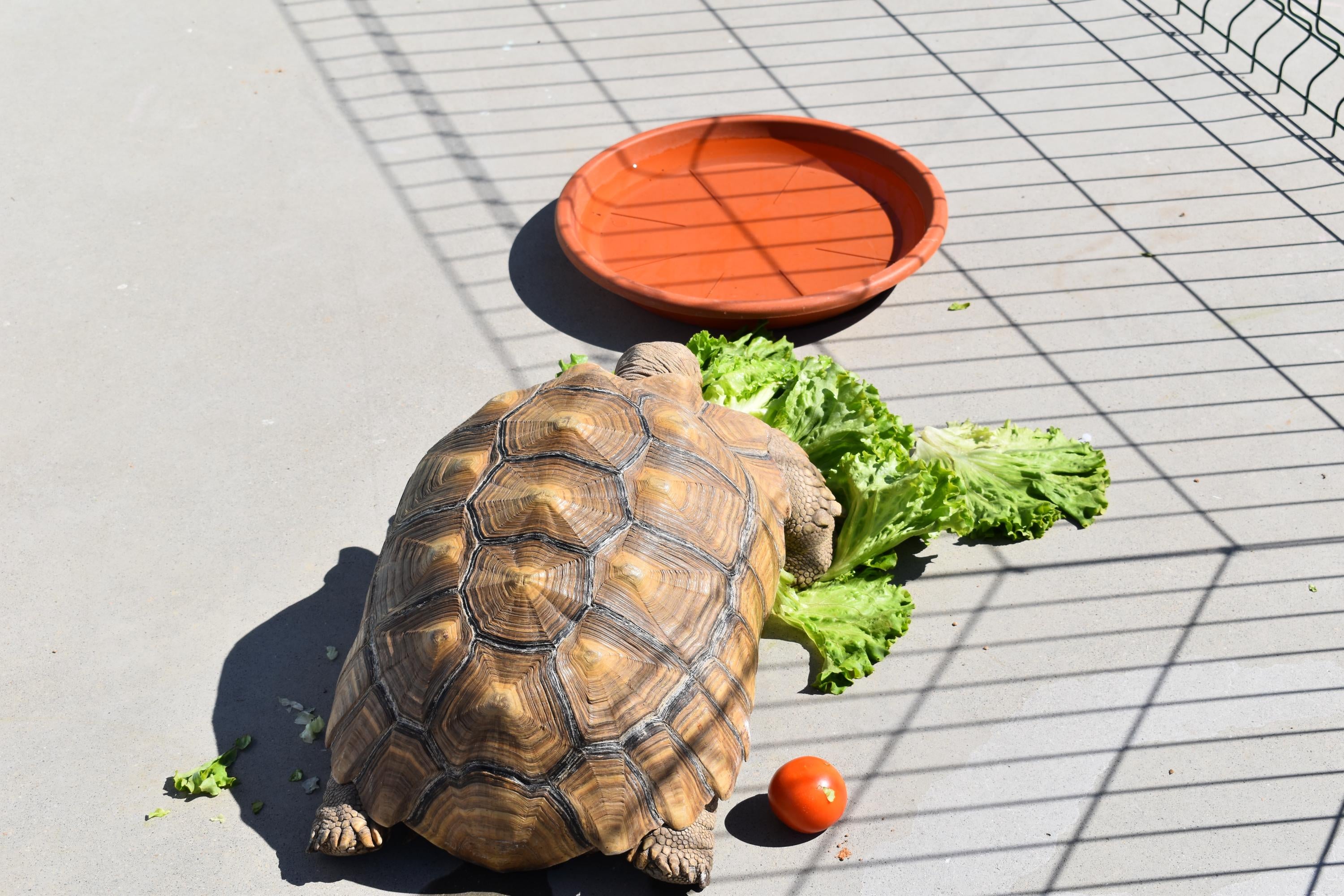 Un viaje del siglo XXI al XVI para revivir los preparativos del enlace entre Felipe II y María Manuela de Portugal