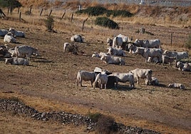 Imagen de una explotación de vacuno.