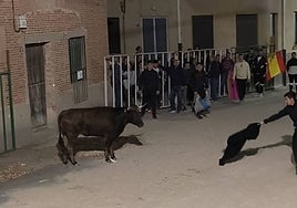 Encierro por las calles de Poveda de las Cintas.