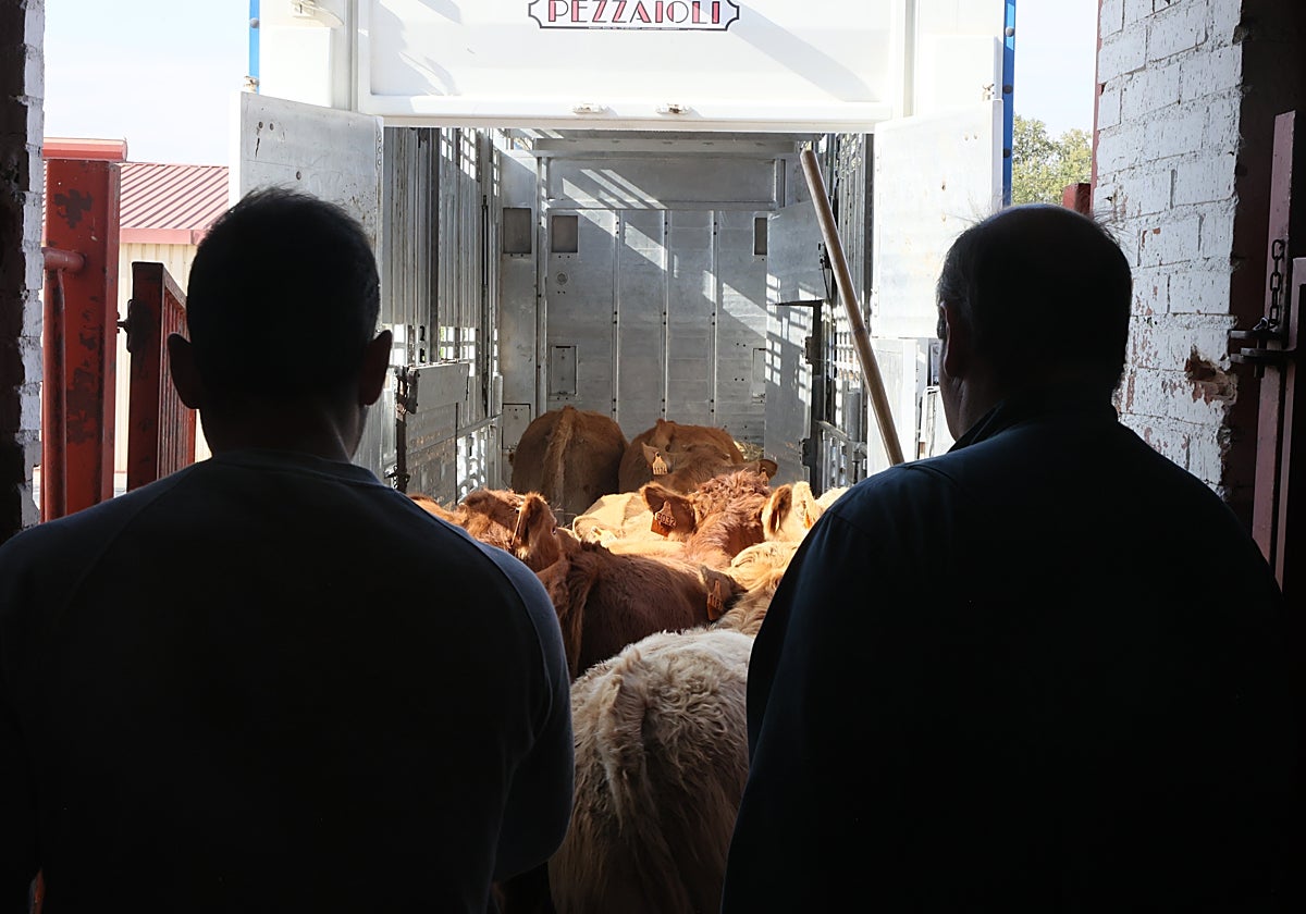 Terneros suben a un camión el pasado lunes en el mercado de ganados de Salamanca.