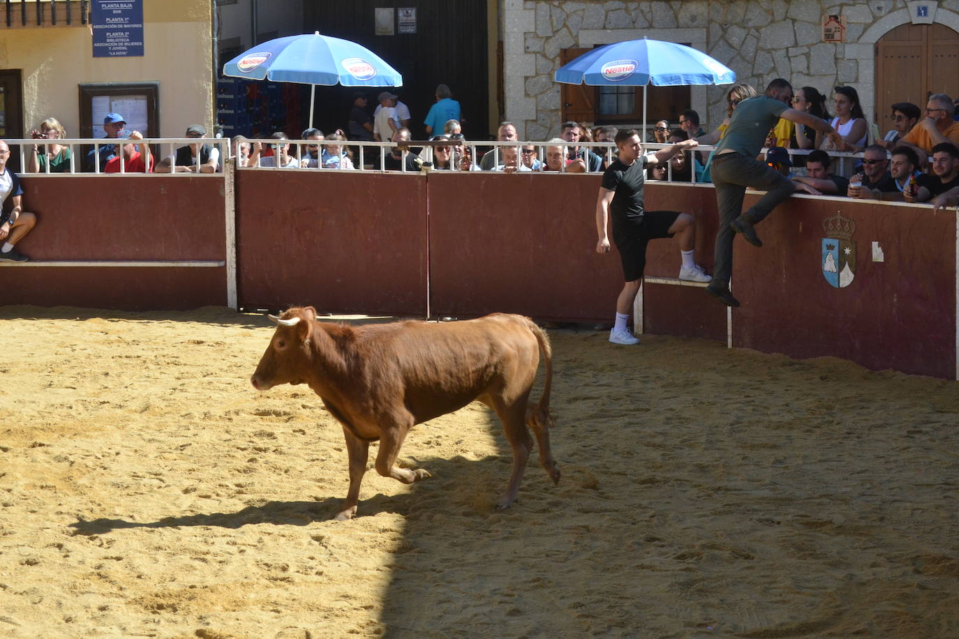 Bello encierro a caballo en las calles de El Maíllo