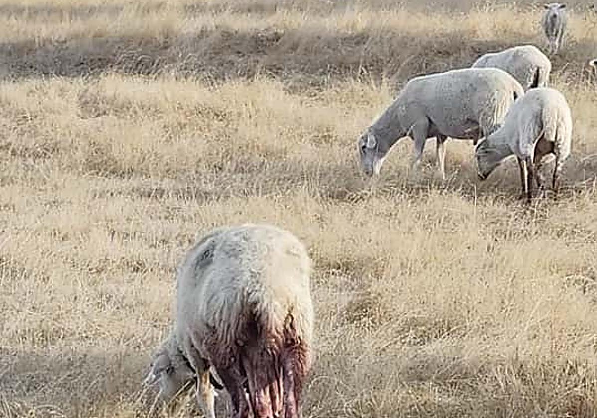 Una de las ovejas herida tras el último ataque en Almendra pasta junto a otras del rebaño.