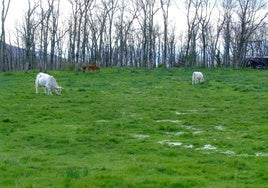 Unas vacas, en el campo.