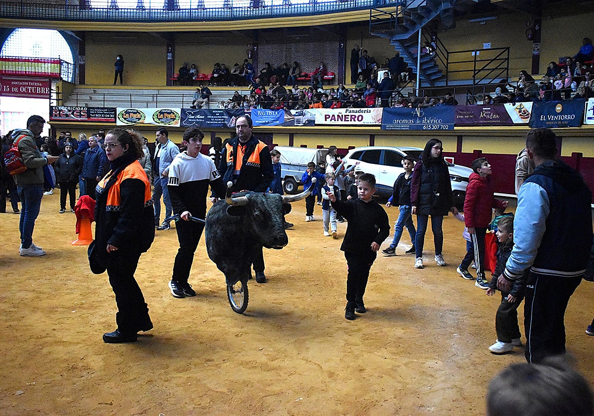 Encierro de carretones en la plaza de toros cubierta de Alba de Tormes.