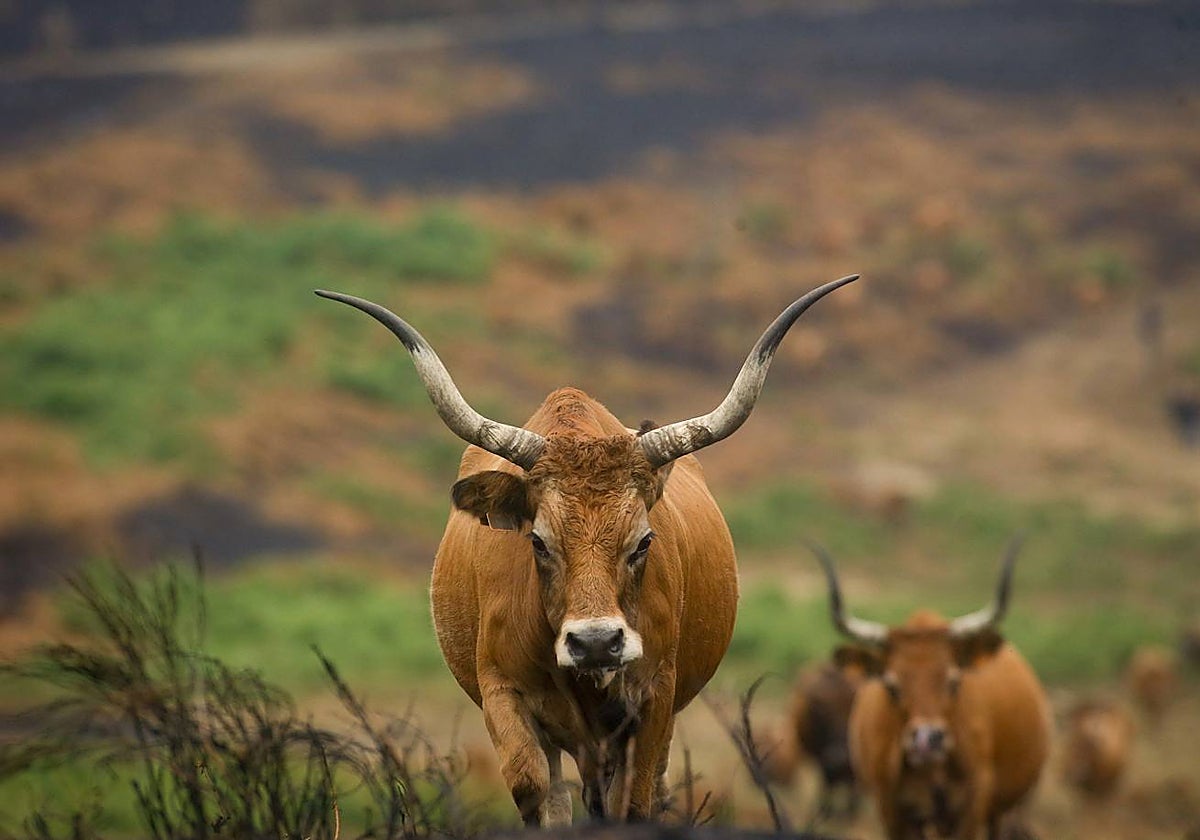 Ganado, en uno de los terrenos afectados por los incendios.